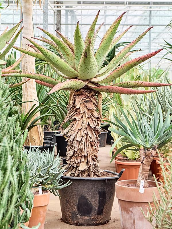 Aloe marlothii, D 60