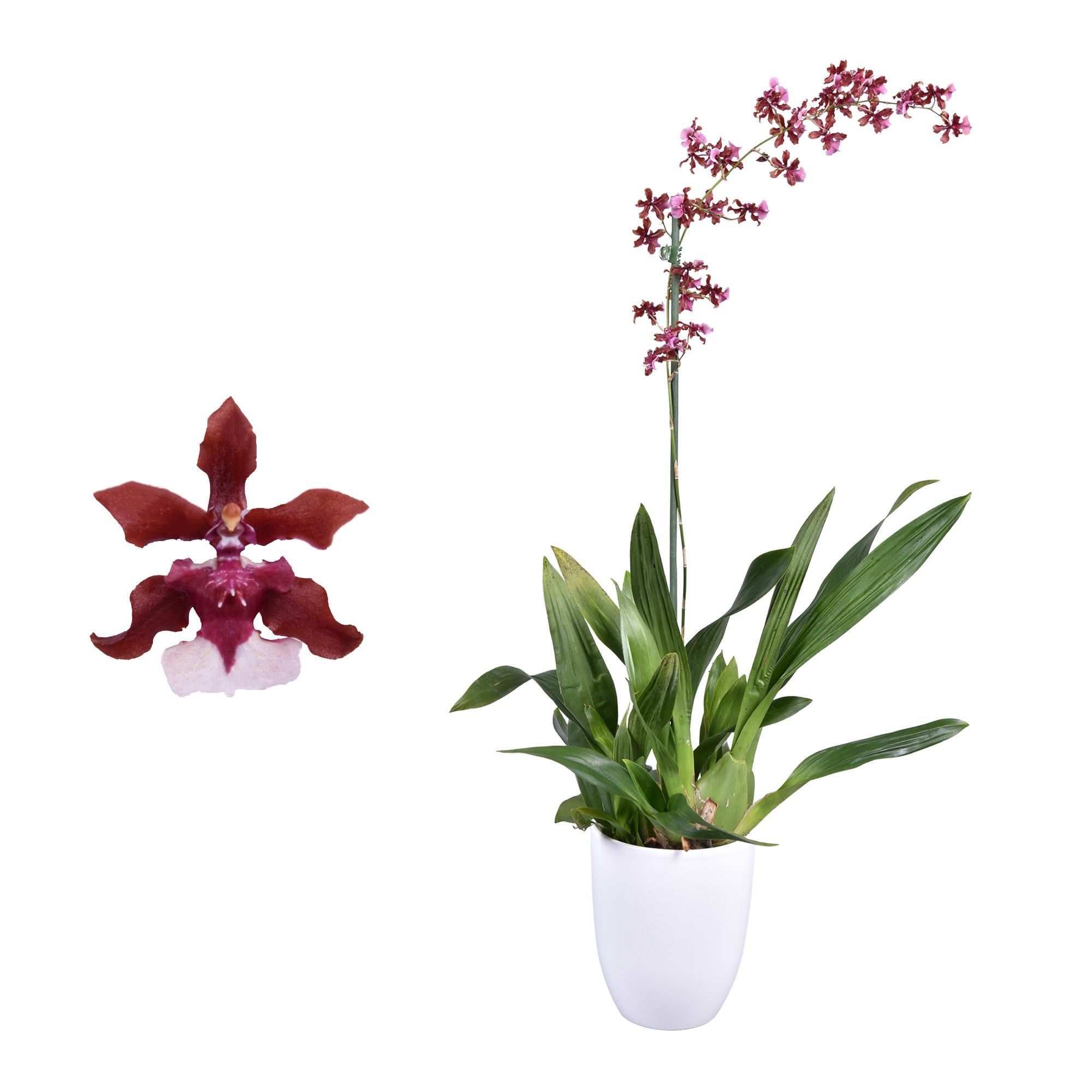 Oncidium Cherry Baby 1 tak met wit keramiek, D 14