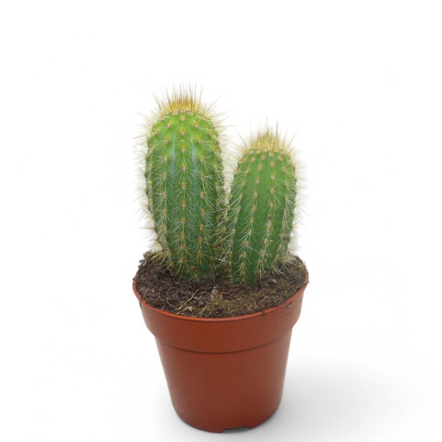 Pilosocereus Chrysotele, D 8,5