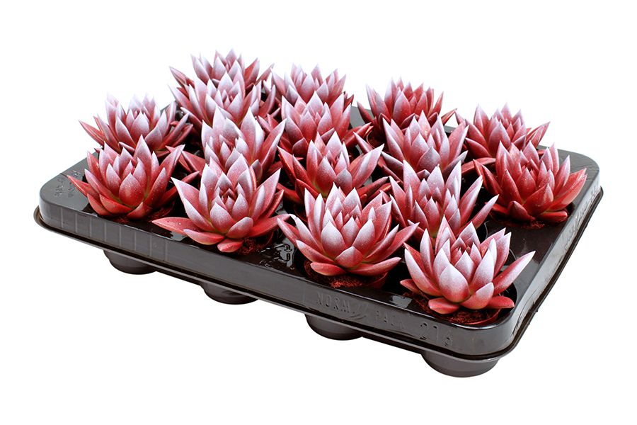 Miranda bicoloured tomato red/white, D 6 cm