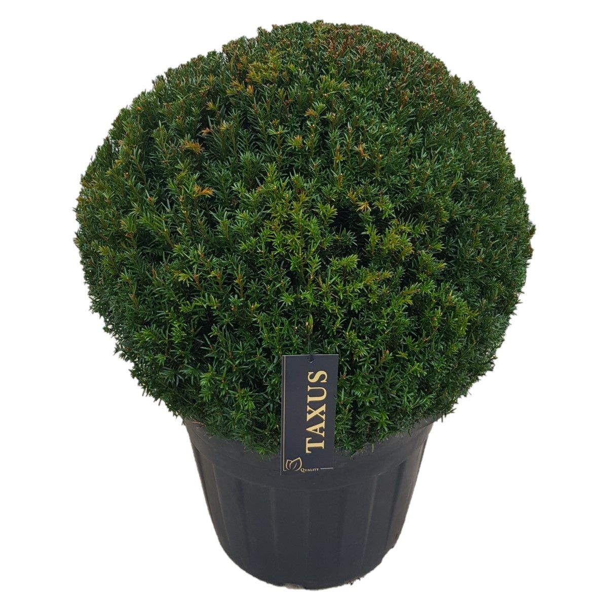 Taxus baccata Bol p65 (z) 80-85 ©, D 65 cm