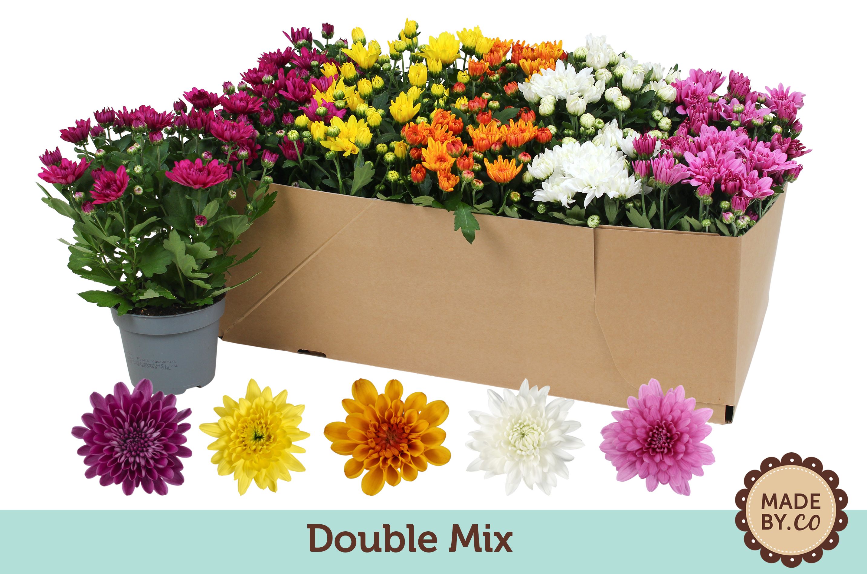 Chrysant Double Mix in SV.Box - without yellow, D 12