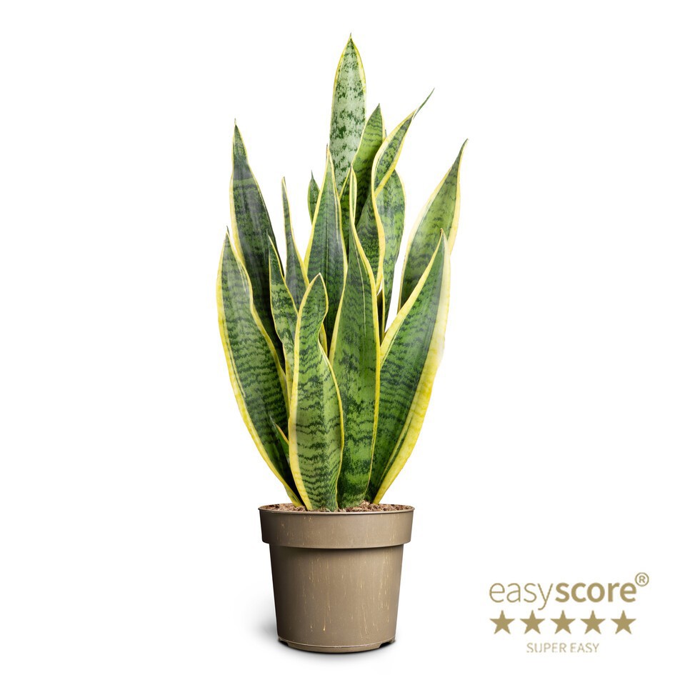 SANSEVIERIA TRIFASCIATA 'SUPERB', D 17