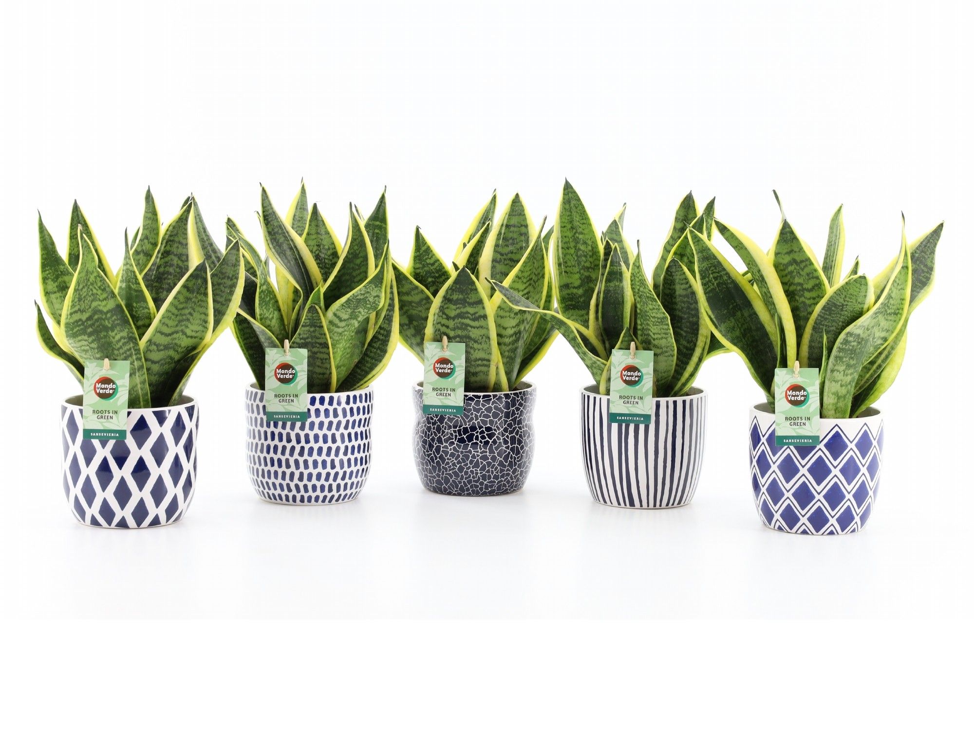Sansevieria 'Futura Superba' in Delft-Blue Keramiek, D 13