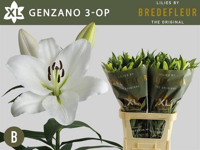 Лилия Дженсано 90, шт.