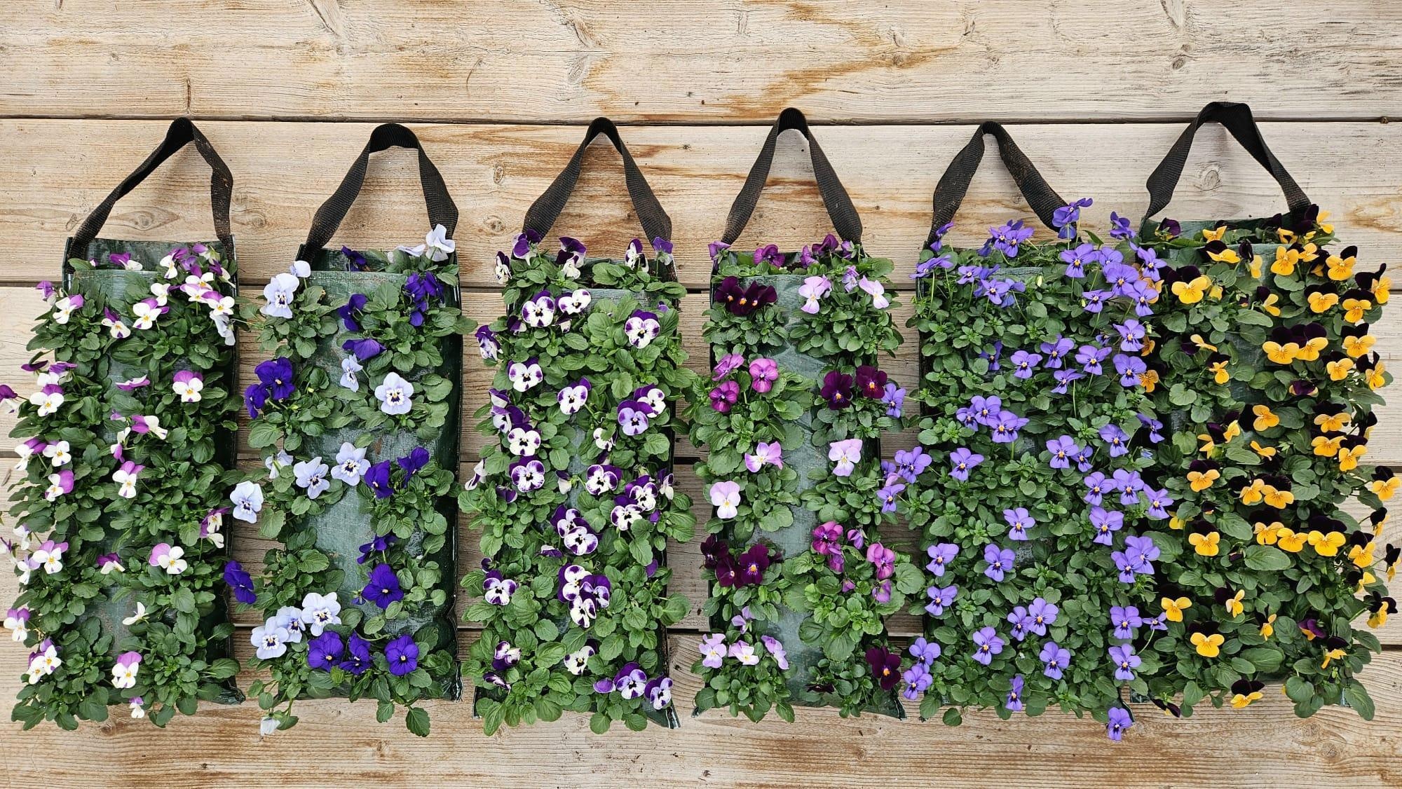 V9710 Viola wandhanger, D 17