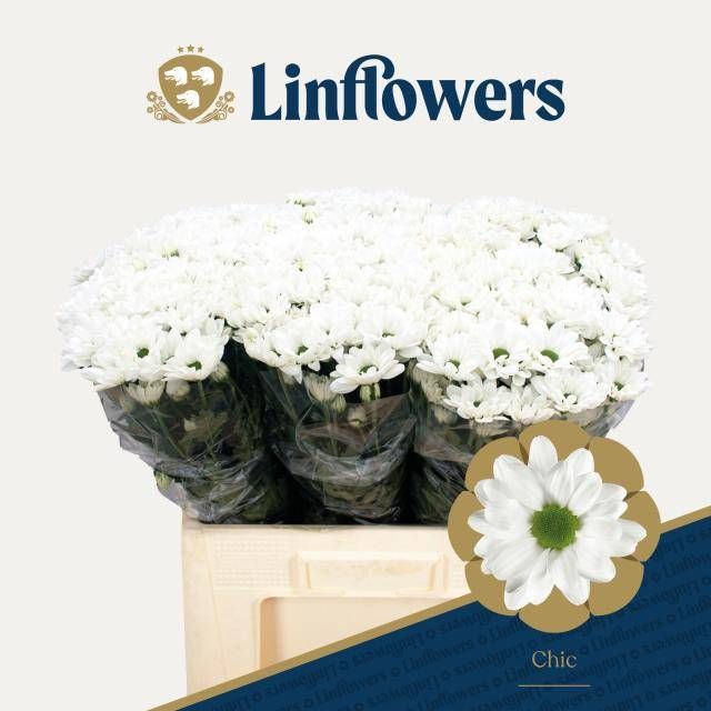 Хризантема куст. Чик 60, шт.