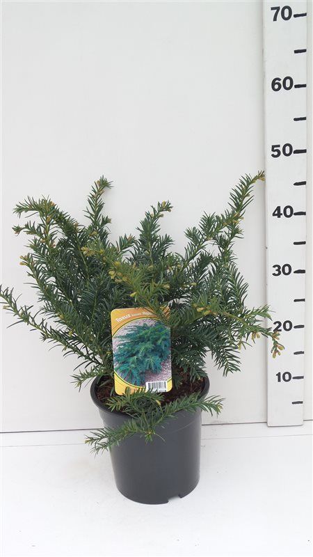 Taxus bacc. 'Repandens', D 19