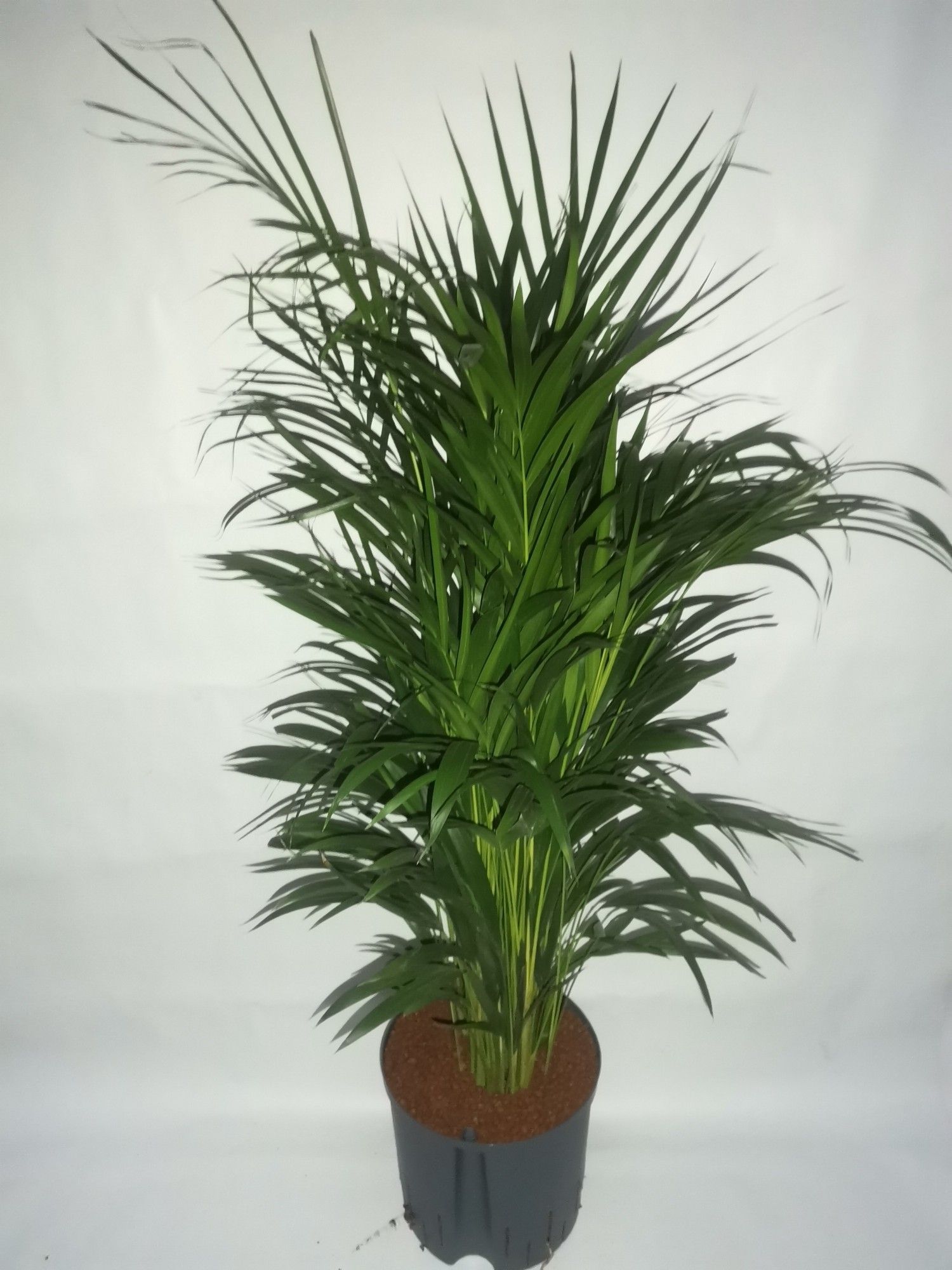 dypsis hydro, D 18