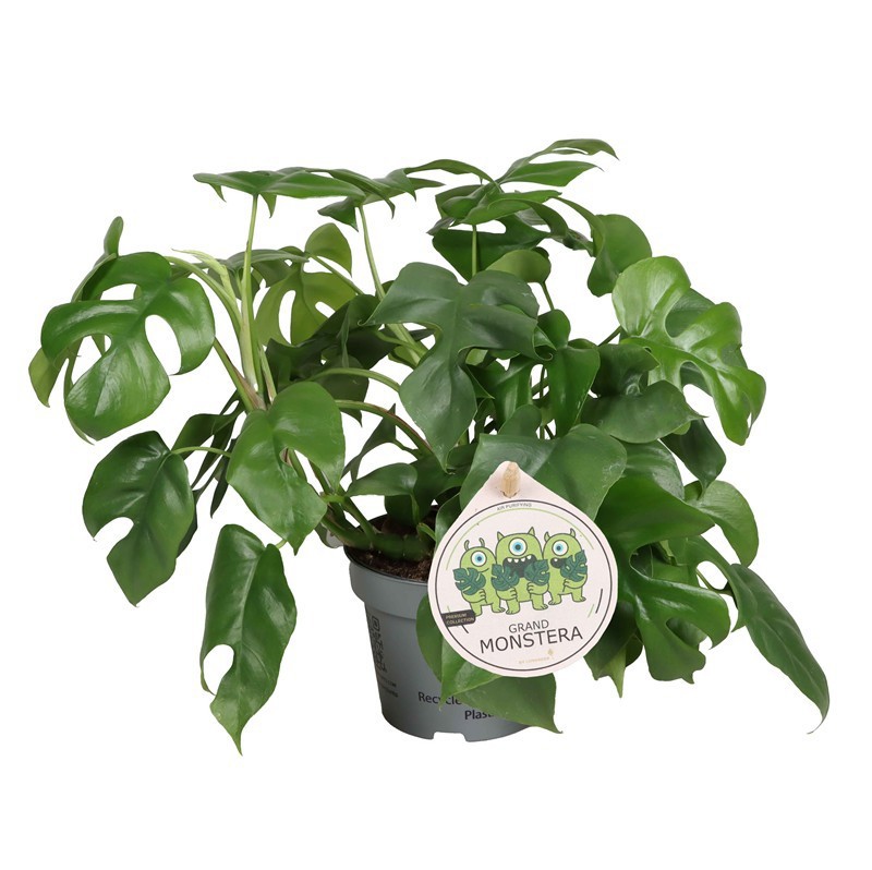 MONSTERA MINIMA, D 12