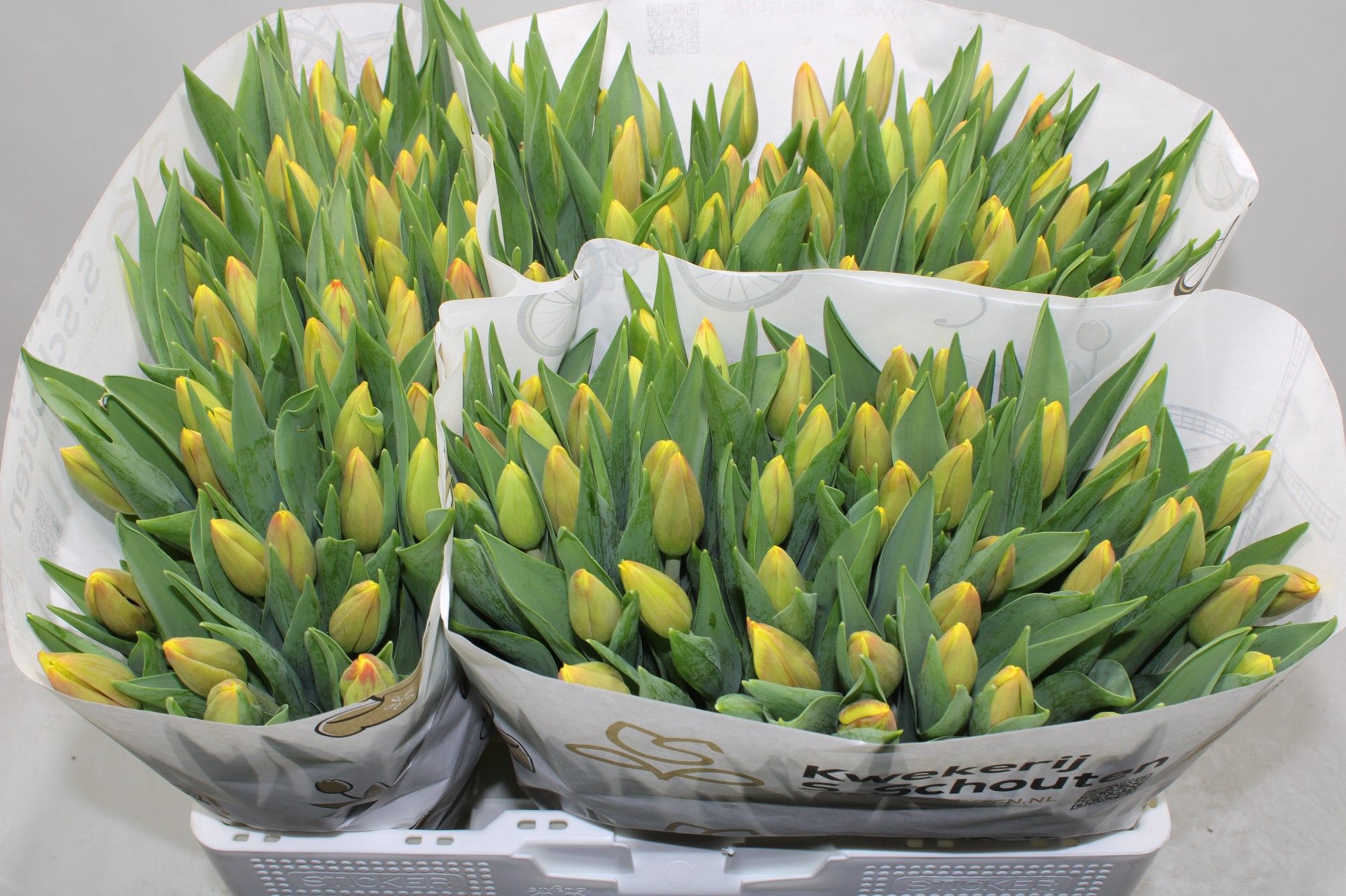 Тюльпан од. Мисс Ли (оранжево-желт.), шт.