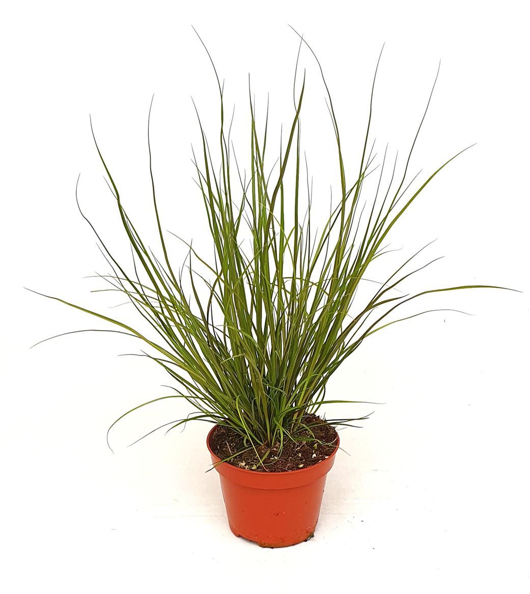Carex hach. 'Phoenix green', D 10,5 cm