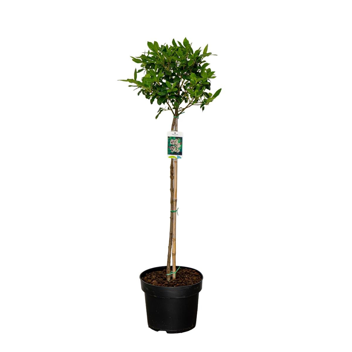 Viburnum tinus, bol, D 29