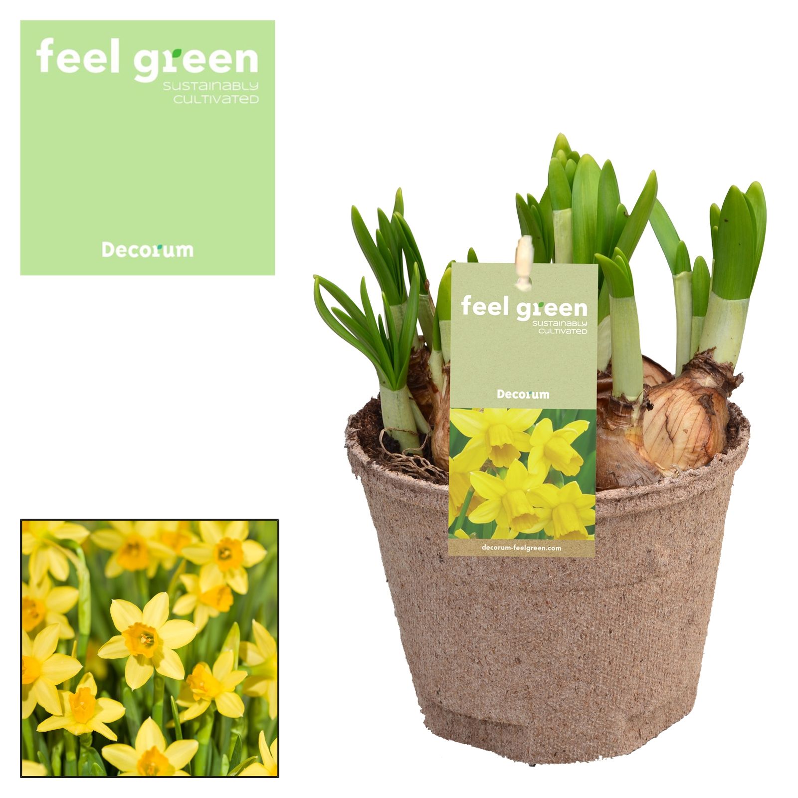 Narcis Tete A Tete FEEL GREEN, D 12