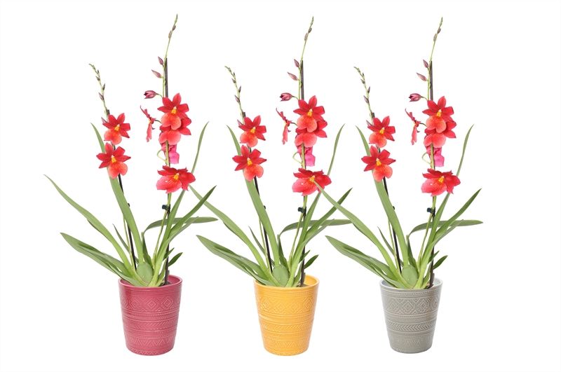 Zoe p12 tribal safari mix Cambria Nelly Isler 2T16+, D 12 cm