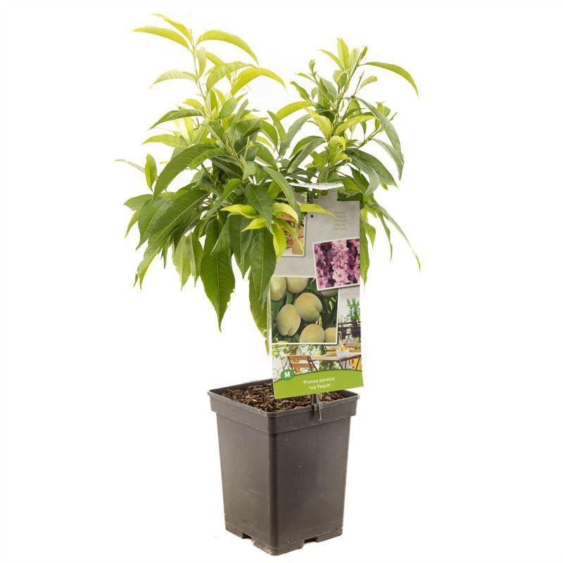 Prunus persica Ice Peach Witte dwergperzik, D 18