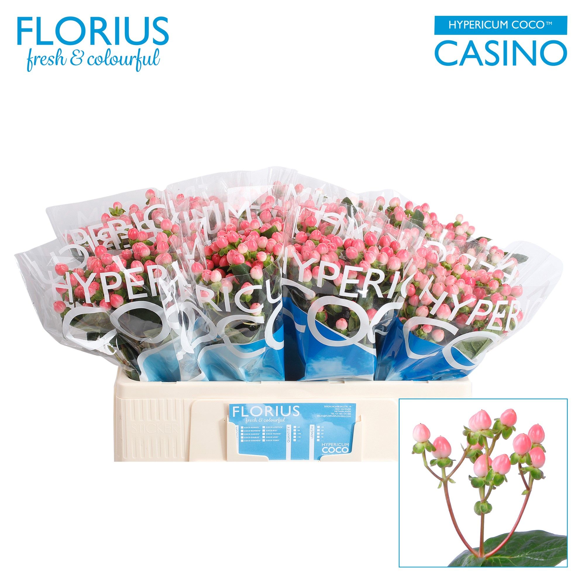 Гипперикум Коко Казино 50 (светло-роз.), шт.