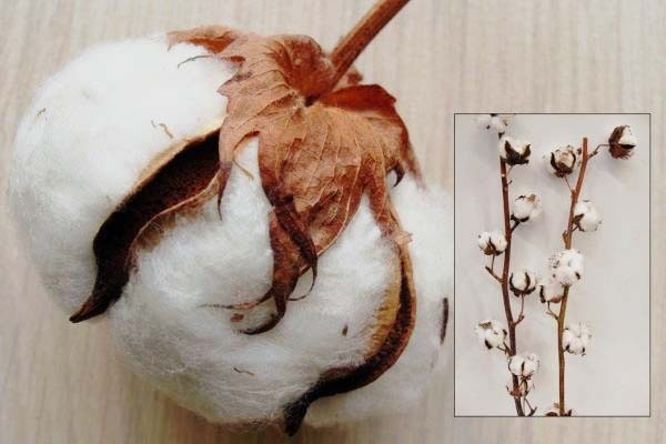 Хлопок Вайт 60, шт.