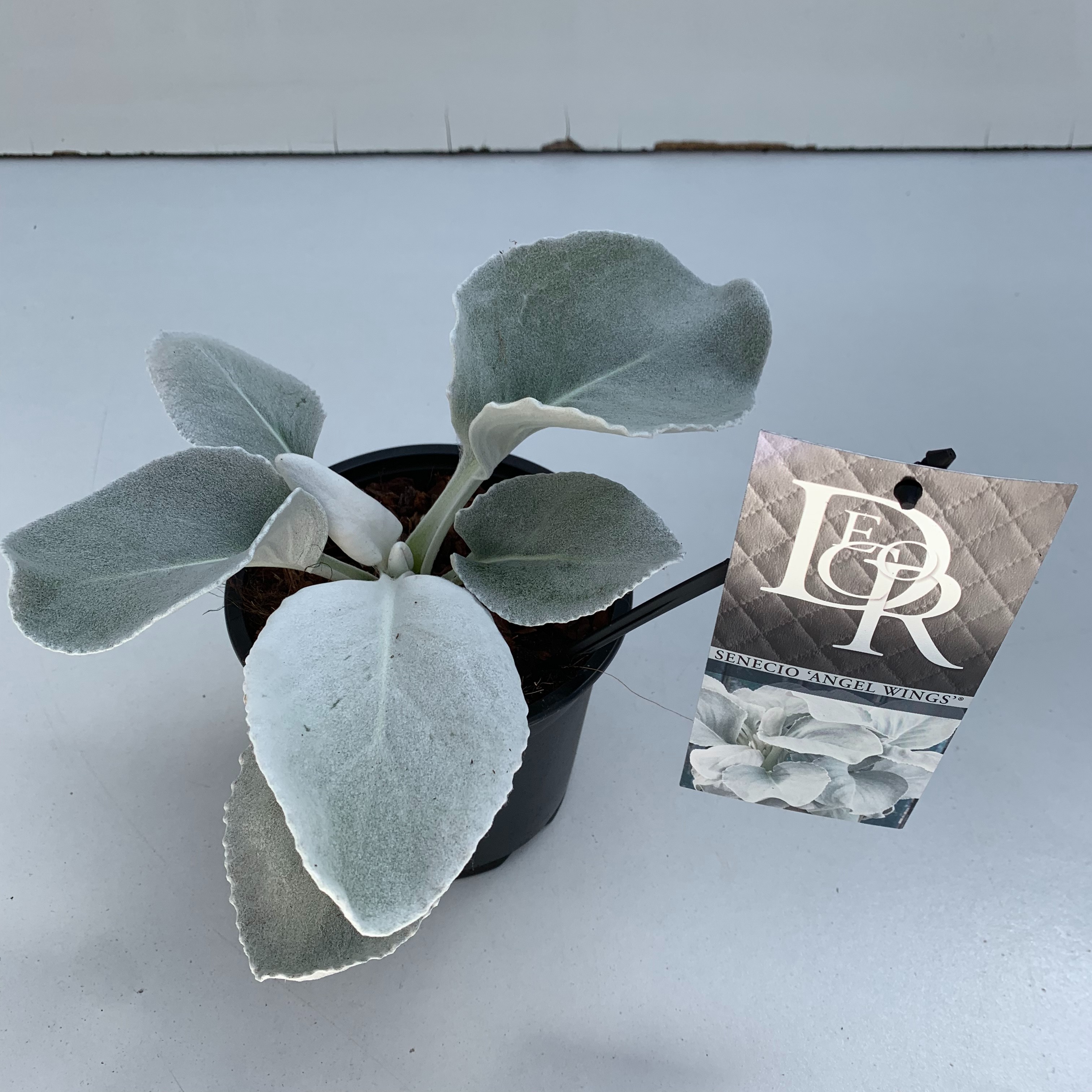 Senecio 'Angel Wings', D 13