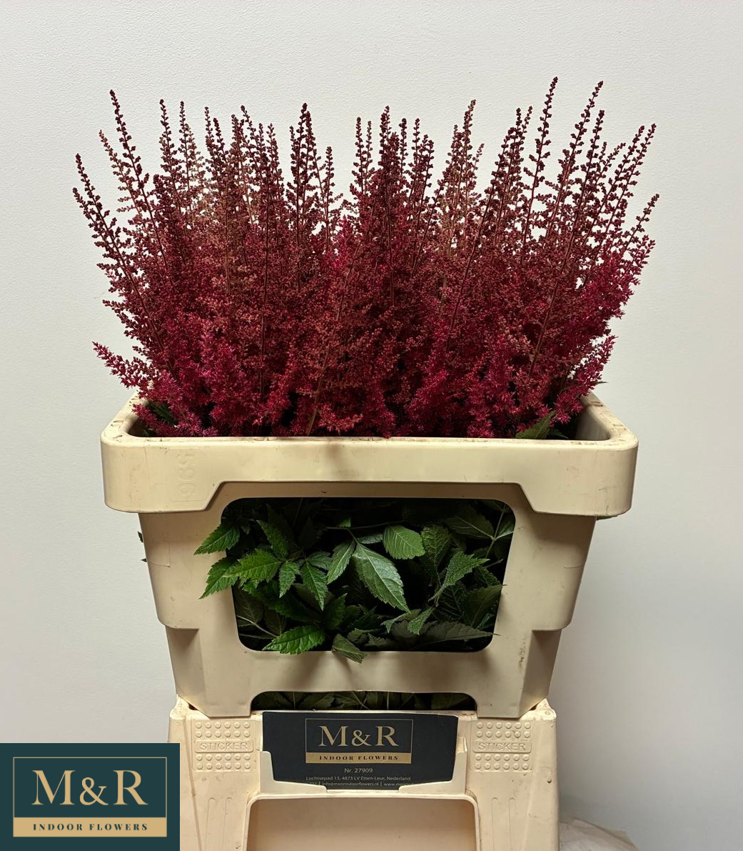 Астильба Пол Гардер 60 (красн.), шт.