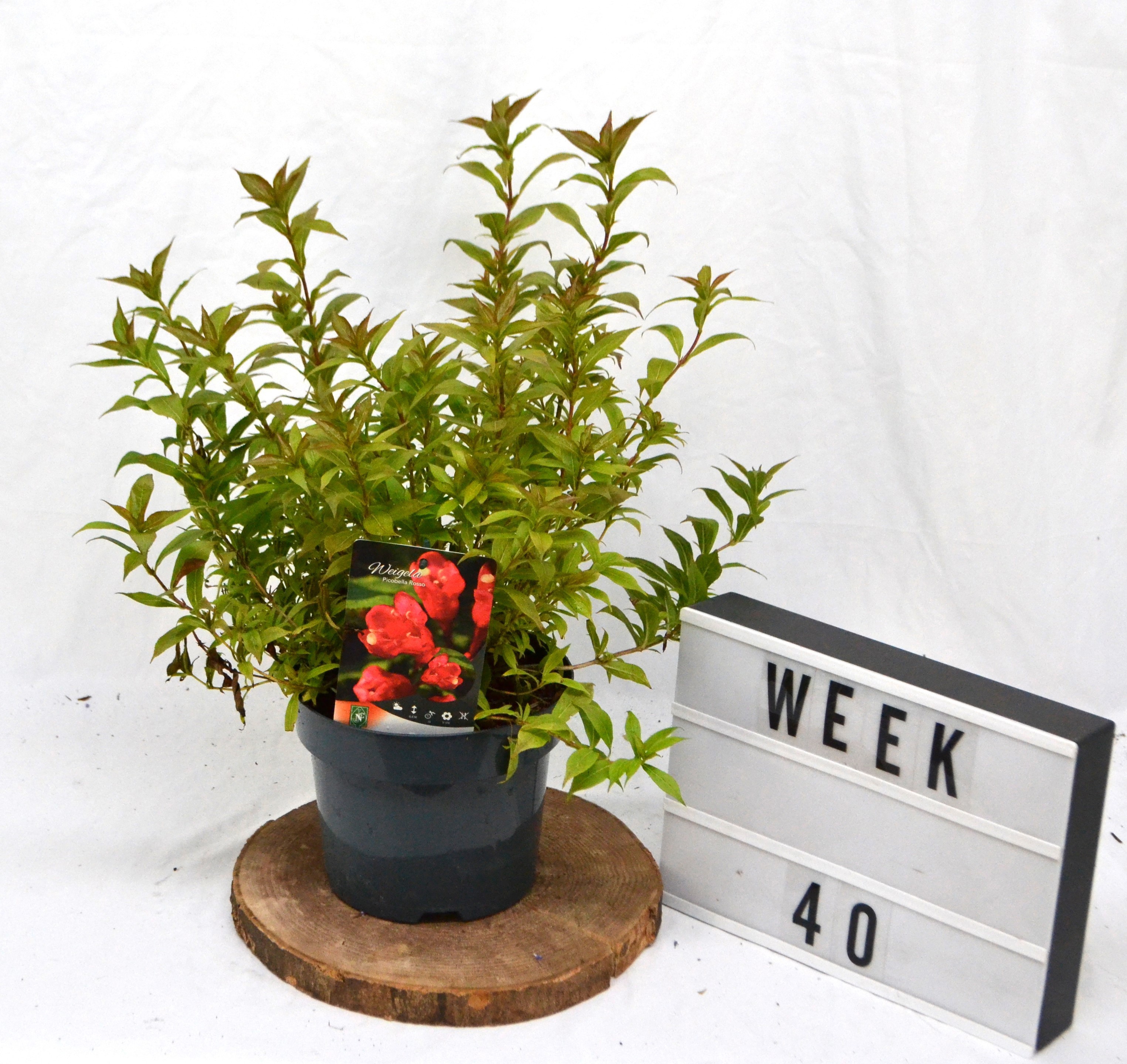 Weigela Picobella Rosso, D 19 cm