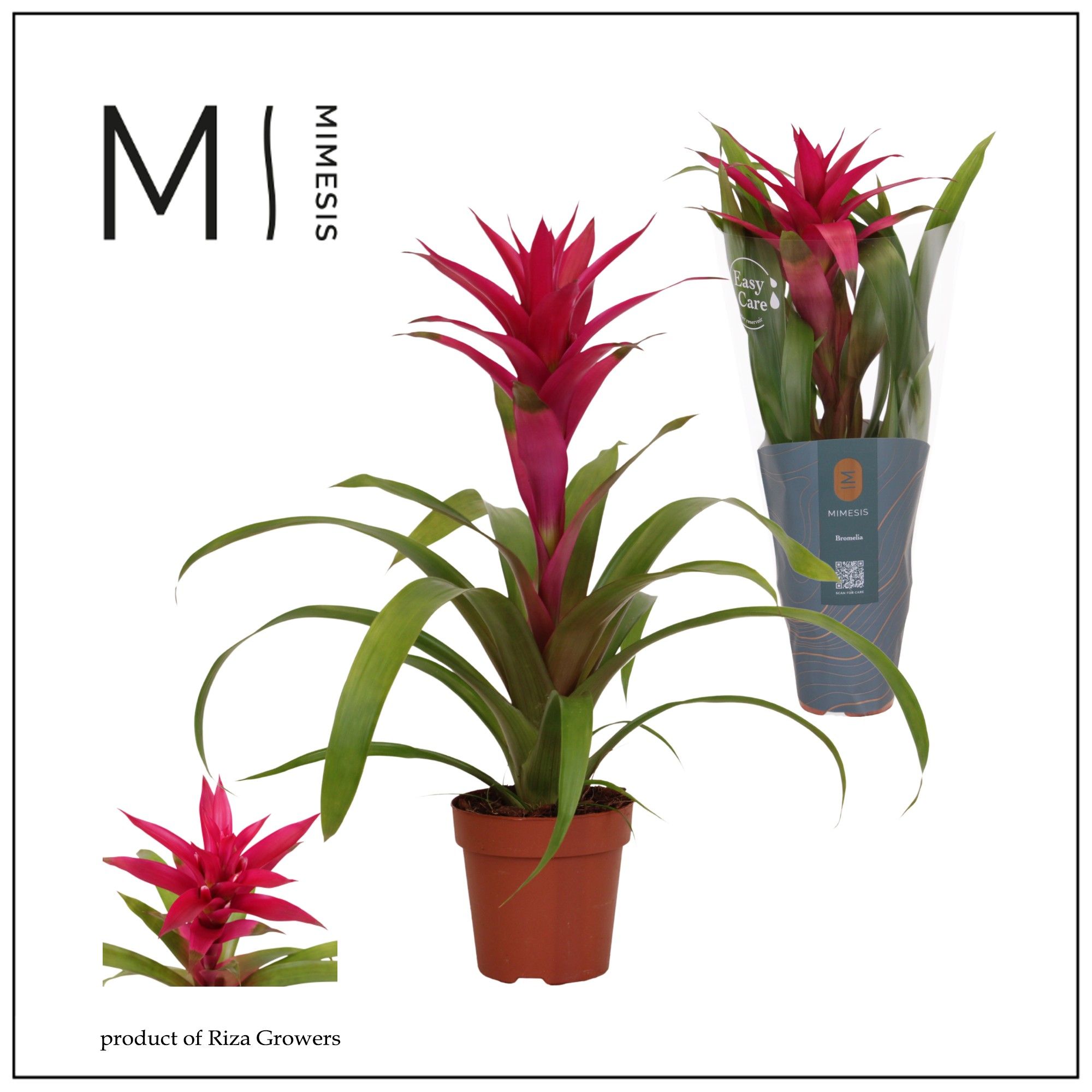 Guzmania Voila - 12cm | Mimesis, D 12