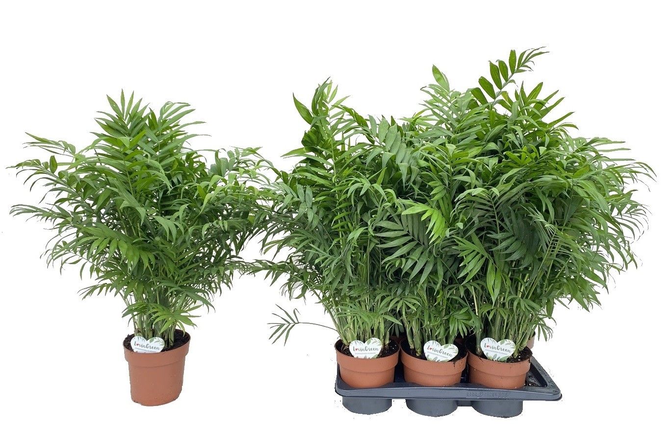 Chamaedorea Elegans, D 17