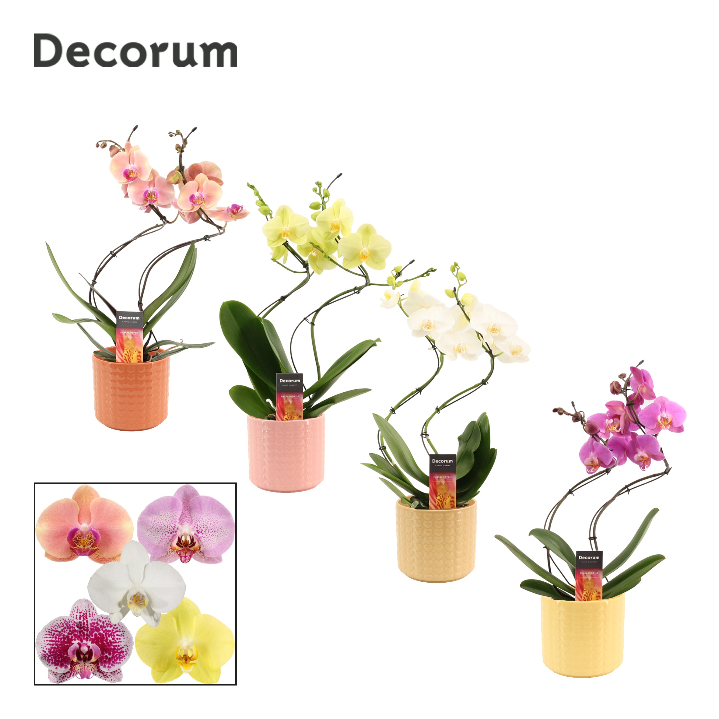 Phalaenopsis hurricane mix in Kaya Sympathetic moods-collection), D 12