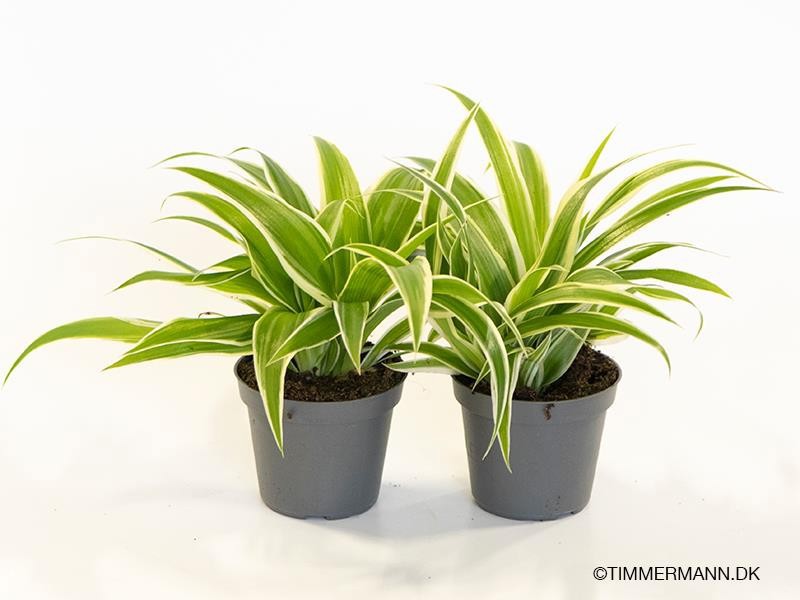 CHLOROPHYTUM COMOSUM 'LAXUM', D 6 cm