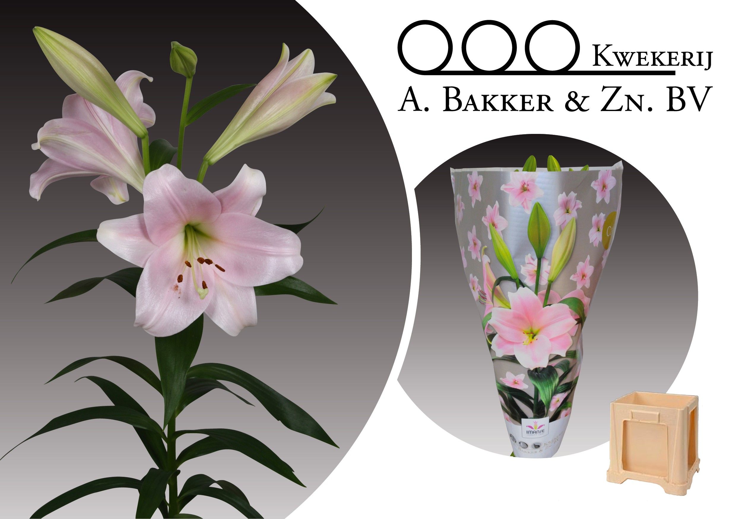 Лилия Кали 100, шт. Лилия Кали 100, шт.