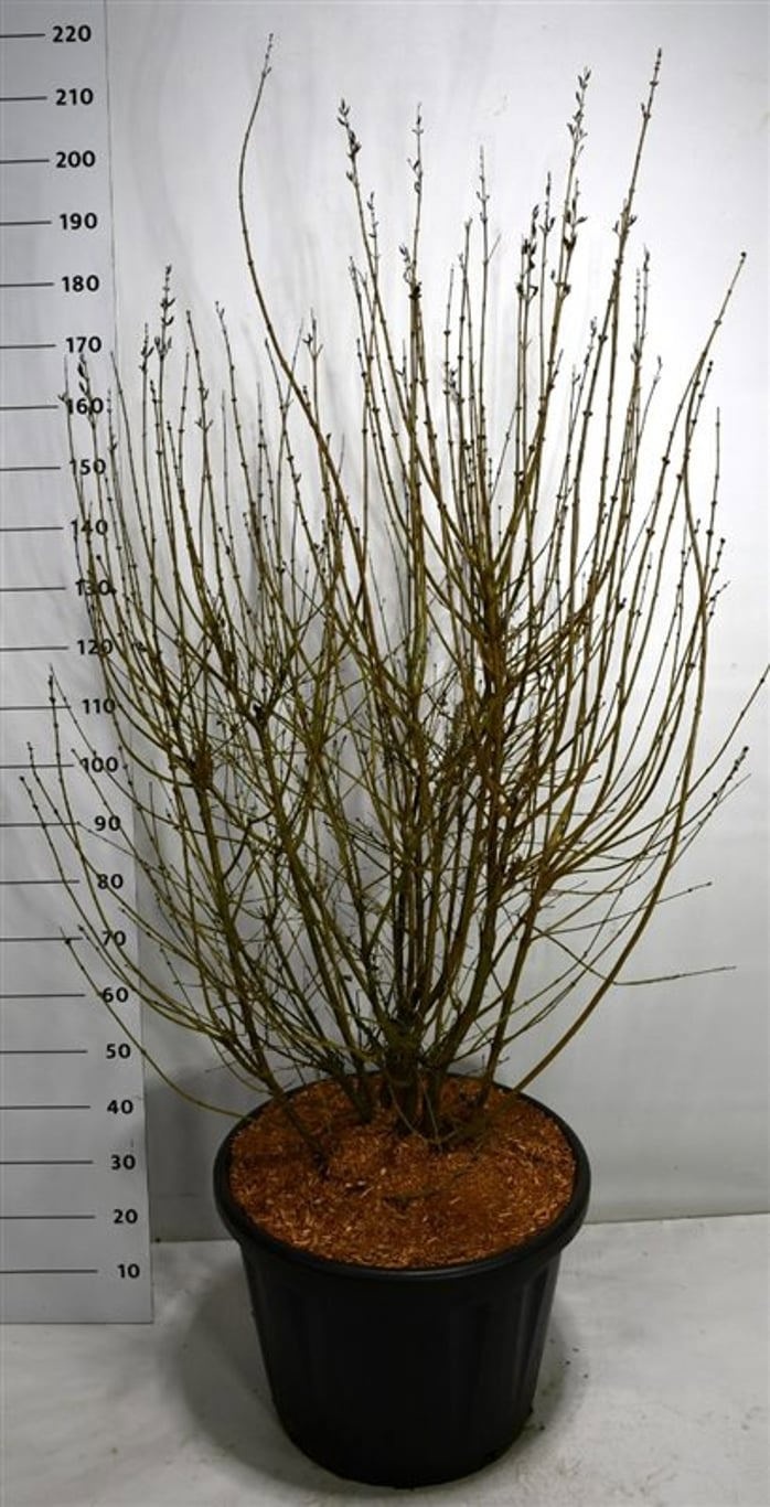 Syringa 'Josée', D 60