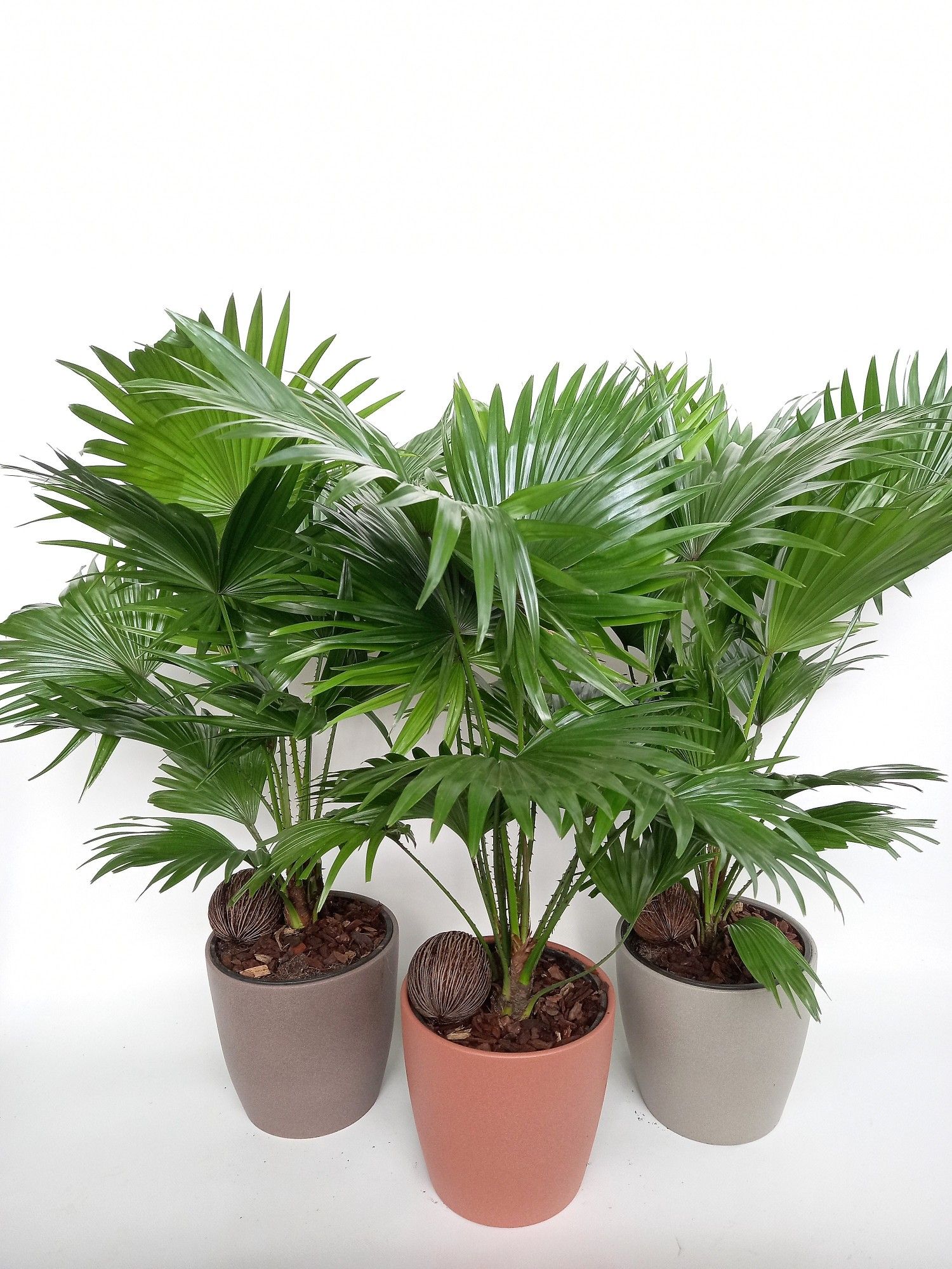 Livistona Boston pot, D 18