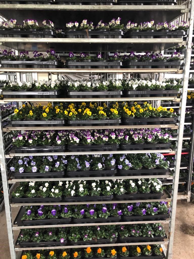 Viola Cornuta mixkar, D 9