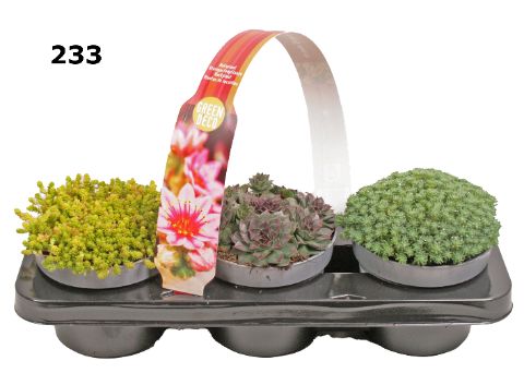 Rotsplanten 12 cm 3-PACK afname per laag, D 12 cm Rotsplanten 12 cm 3-PACK afname per laag, D 12 cm