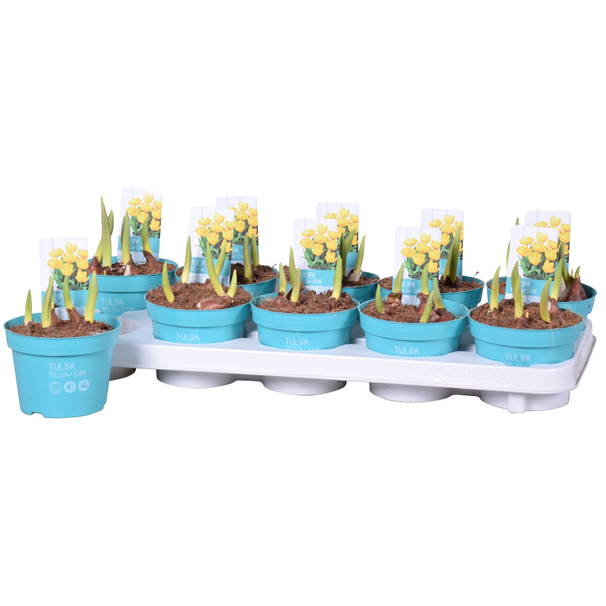 Tulipa Yellow Star 'Diamond Collection', D 12