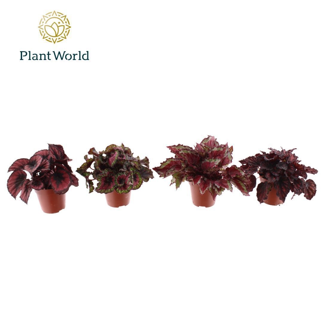 Begonia Love Mix 3 - 4 soorten, D 12