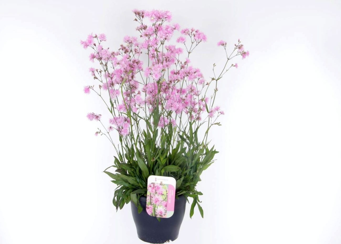 Lychnis Jenny, D 23 cm