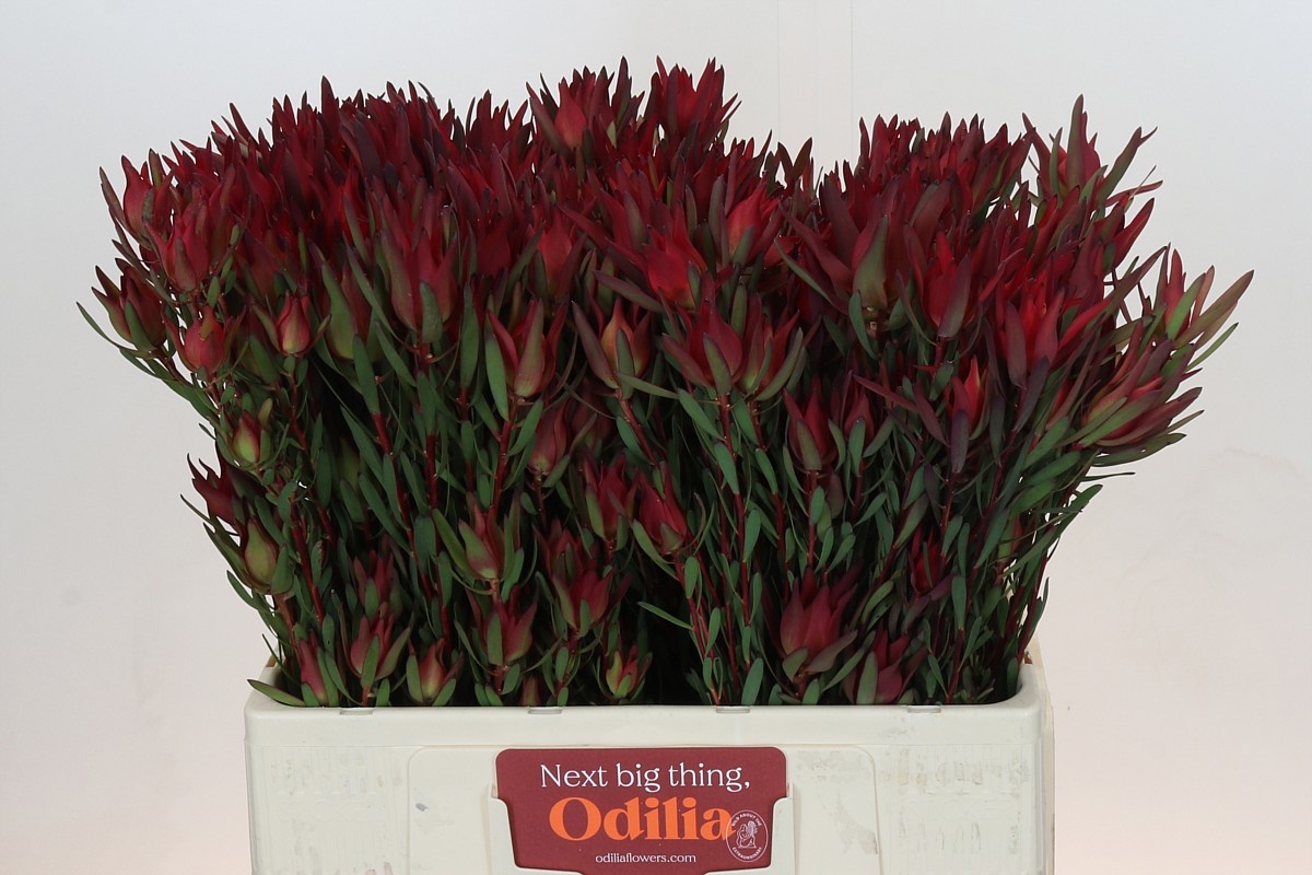 Леукадендрон Блаш 60, шт.