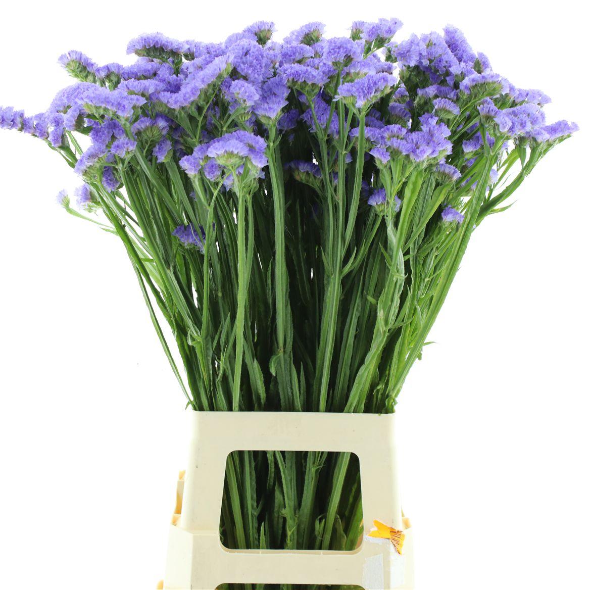 Статица Скай Вингз 75 (фиолет.), шт.