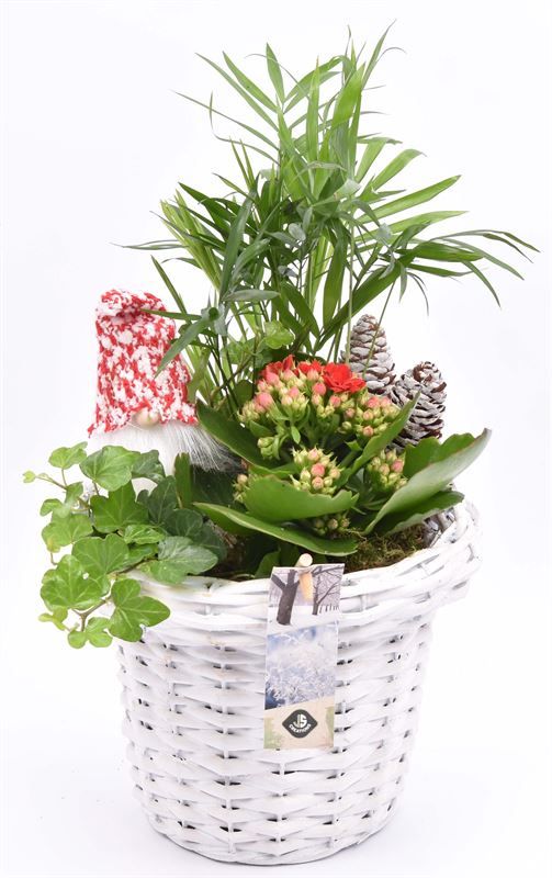 Wilg bloempot wit 18cm, D 18 cm Wilg bloempot wit 18cm, D 18 cm