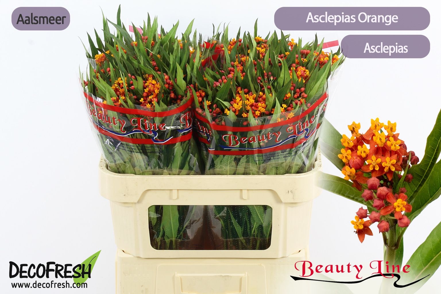 Асклепиа Инкарната Овериг 70, шт.