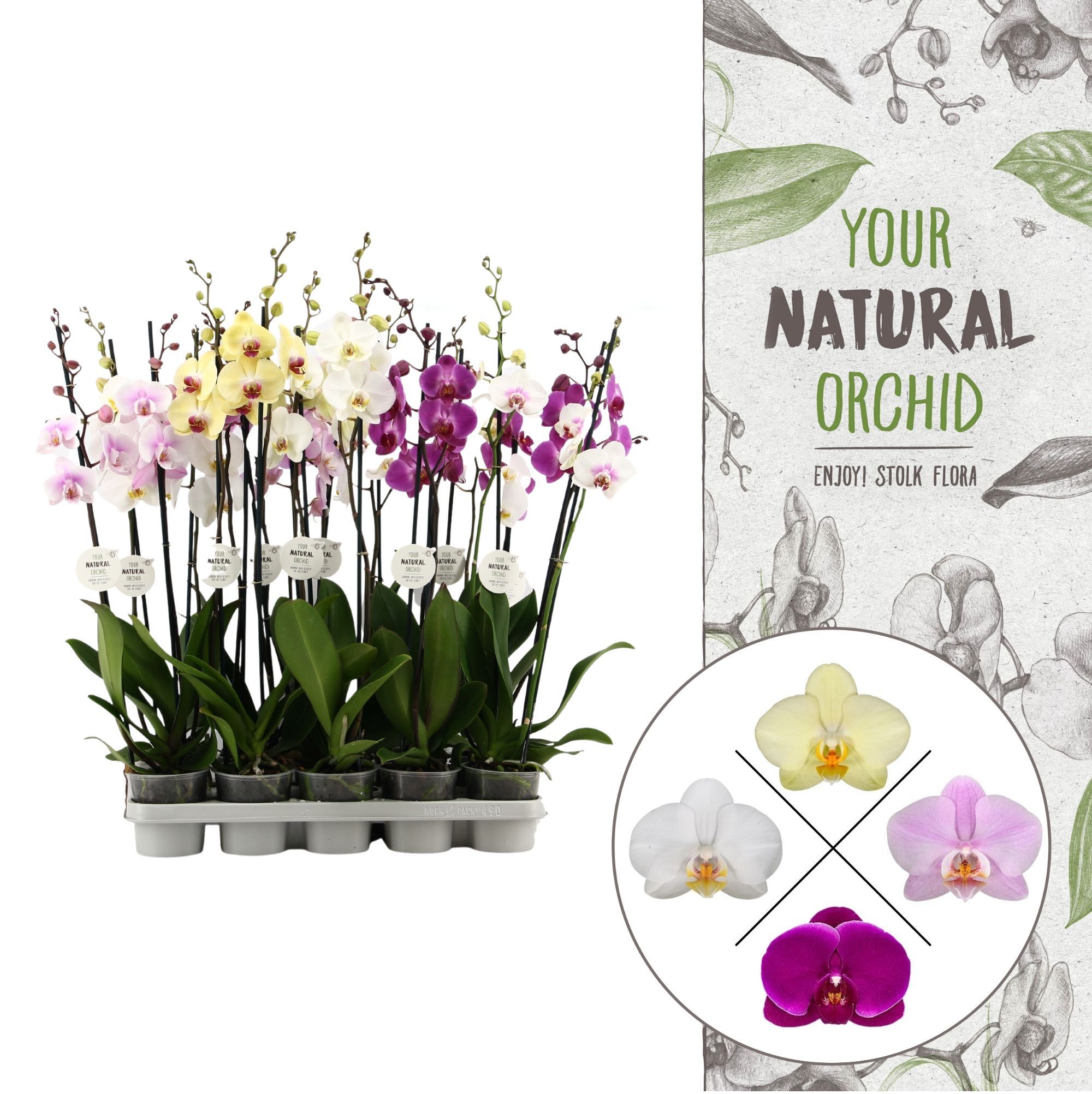 Your Natural Orchid | Mix 75cm | Phalaenopsis 2 spike, D 12