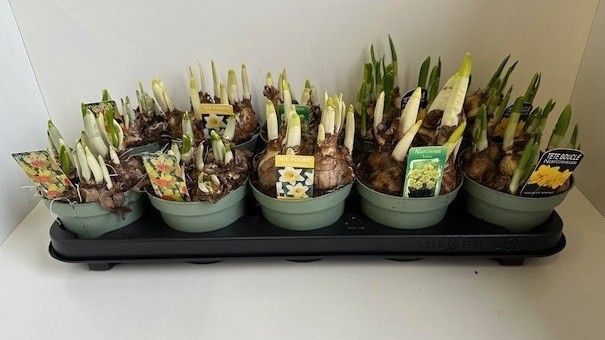 12 cm Narcis gemengd 4 soorten, D 12