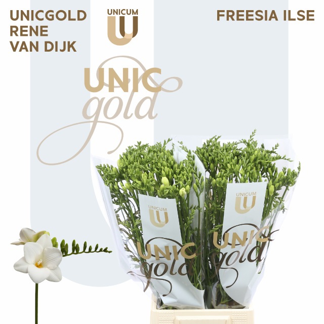 Фрезия од. Ильзе 55, шт.