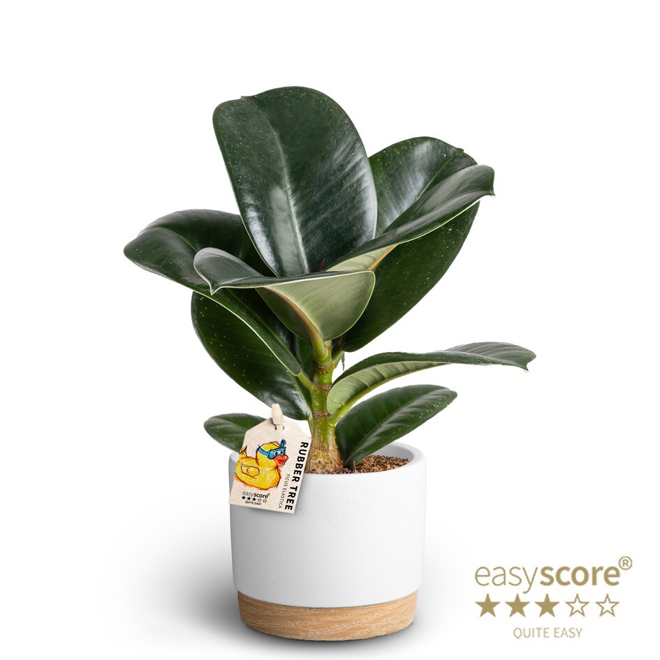 Woodbase White, Ficus elastica ´Sofia´, D 10