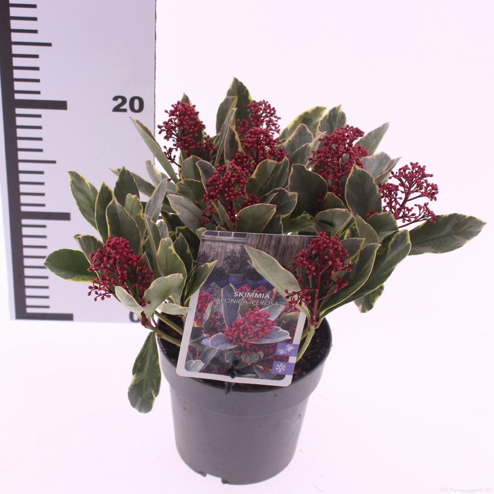 Skimmia japonica 'Perosa' PBR, D 13 cm