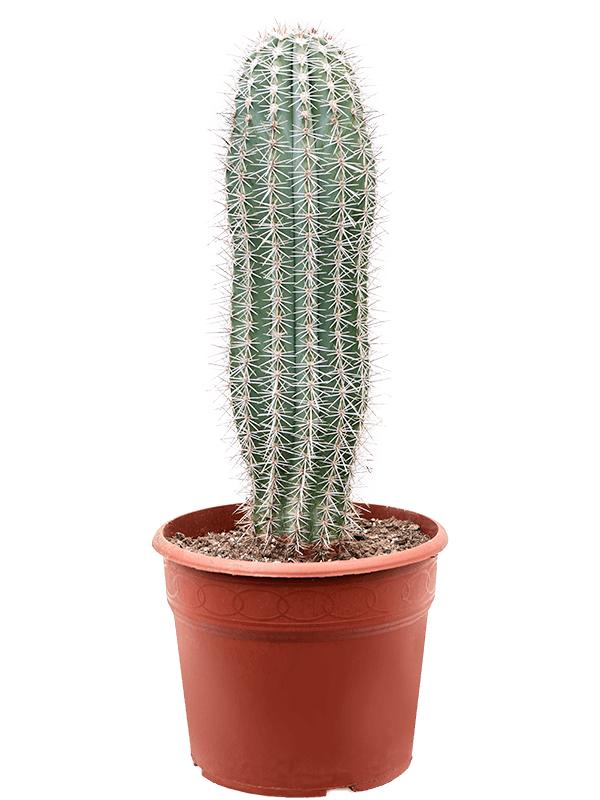 Pachycereus pringlei, D 27