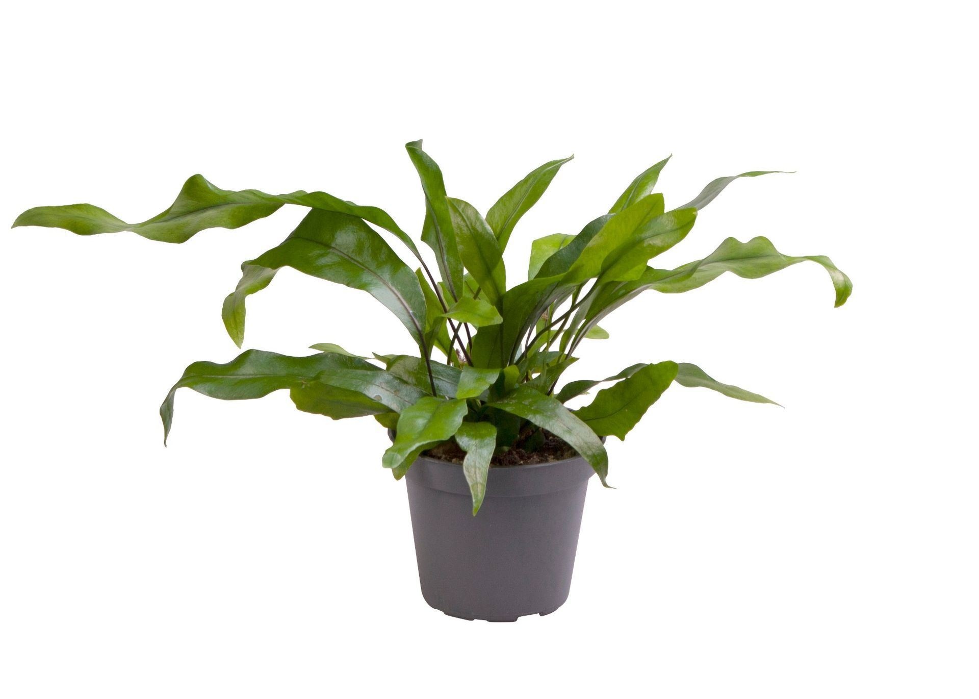 Microsorum Pteropus� 6 cm, D 6