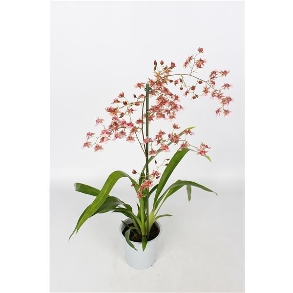 Oncidium p12 Rosy Sunset 1T, D 12 cm