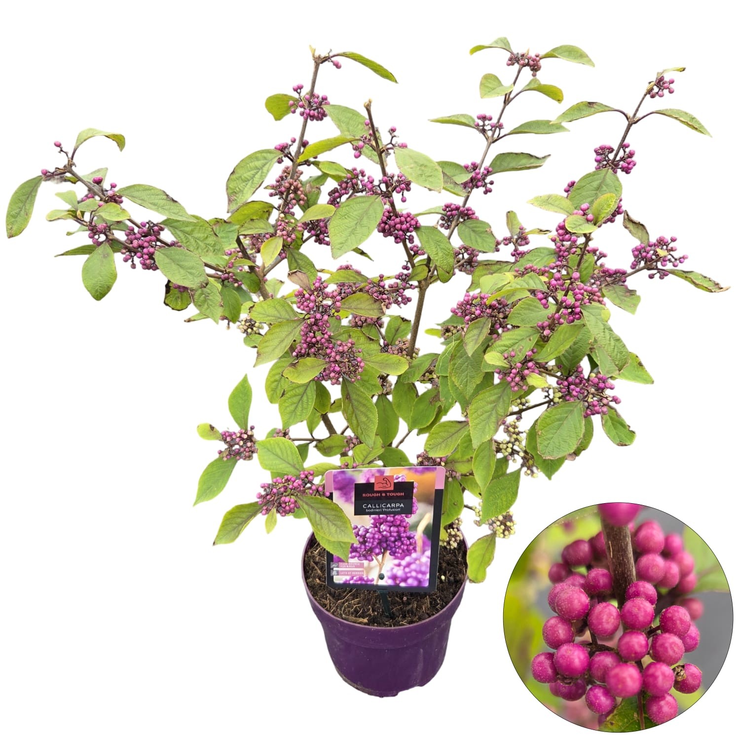 Callicarpa bodinieri 'Profusion', D 19